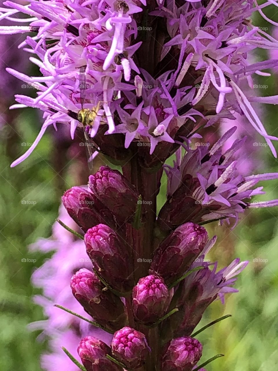 Closeup of a liatris flower, with a western calligrapher, a type of hover fly 