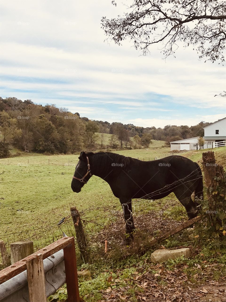 Autumn horse 