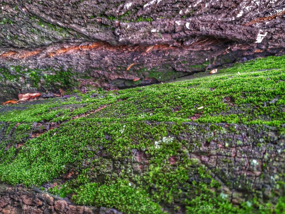 green Moss