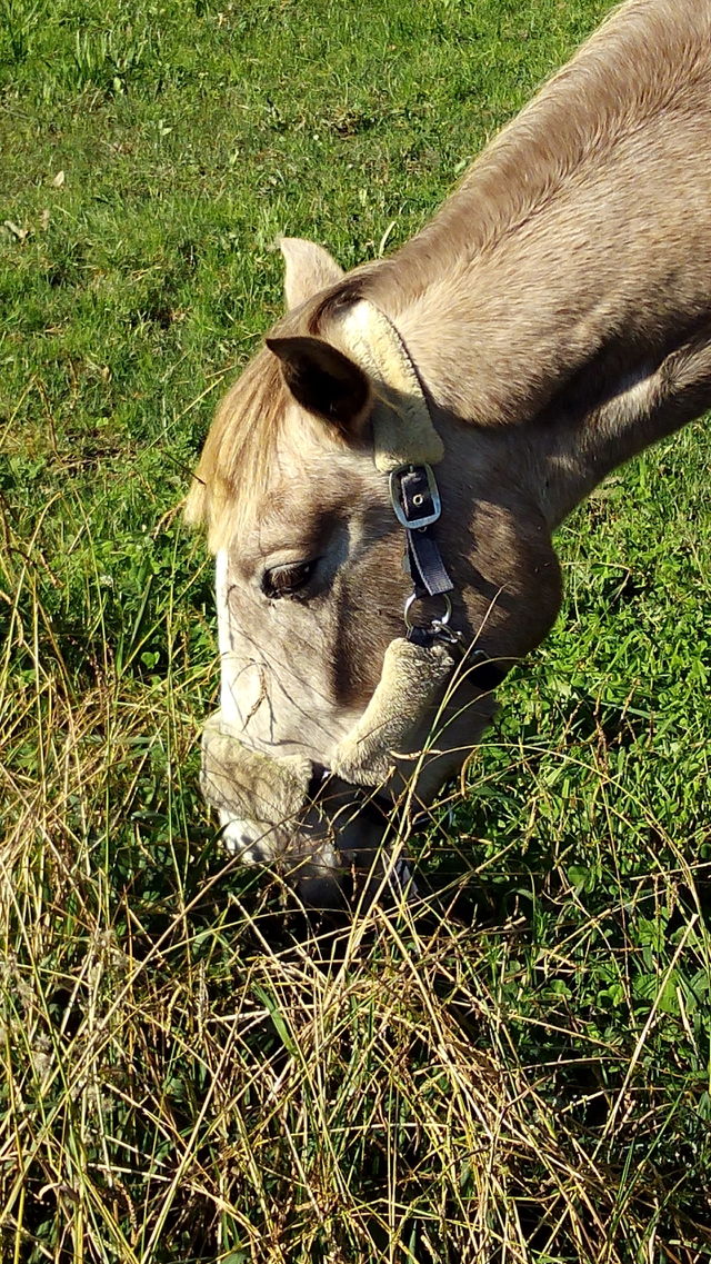 Horselovers