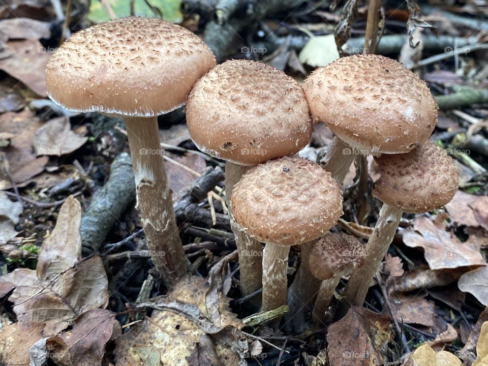 Toadstools in the woods 