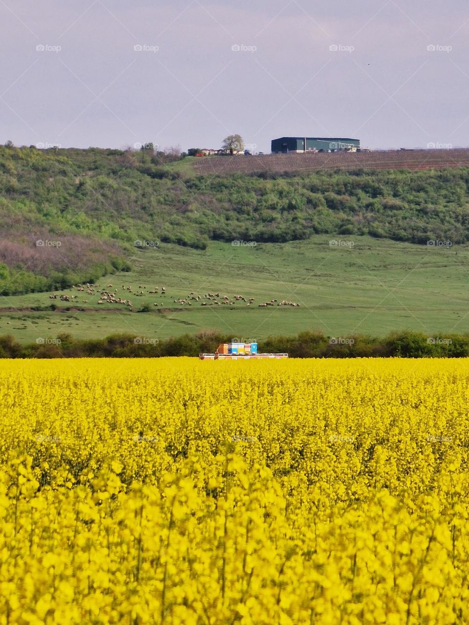 Rapeseed culture