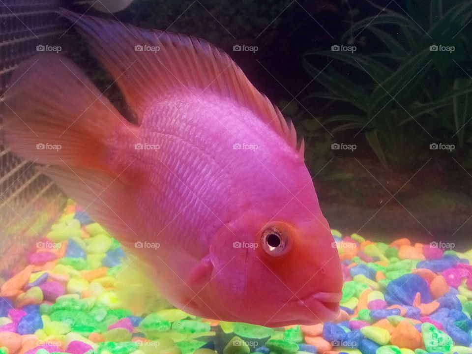 Beautiful Pink Orange Parrot Fish