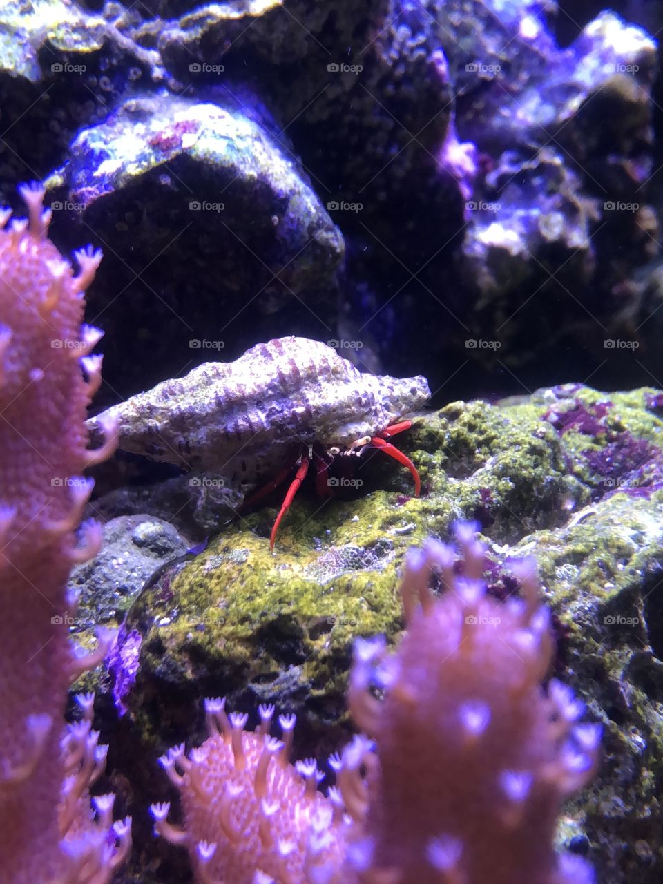 Scarlet Leg Hermit Crab