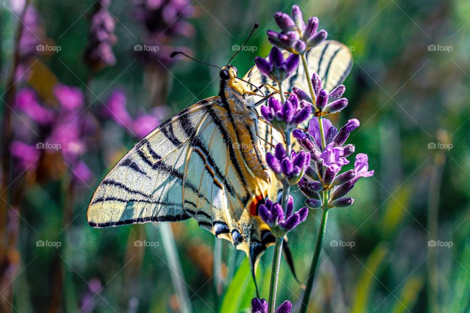 A peacock butterfly at the purple flower