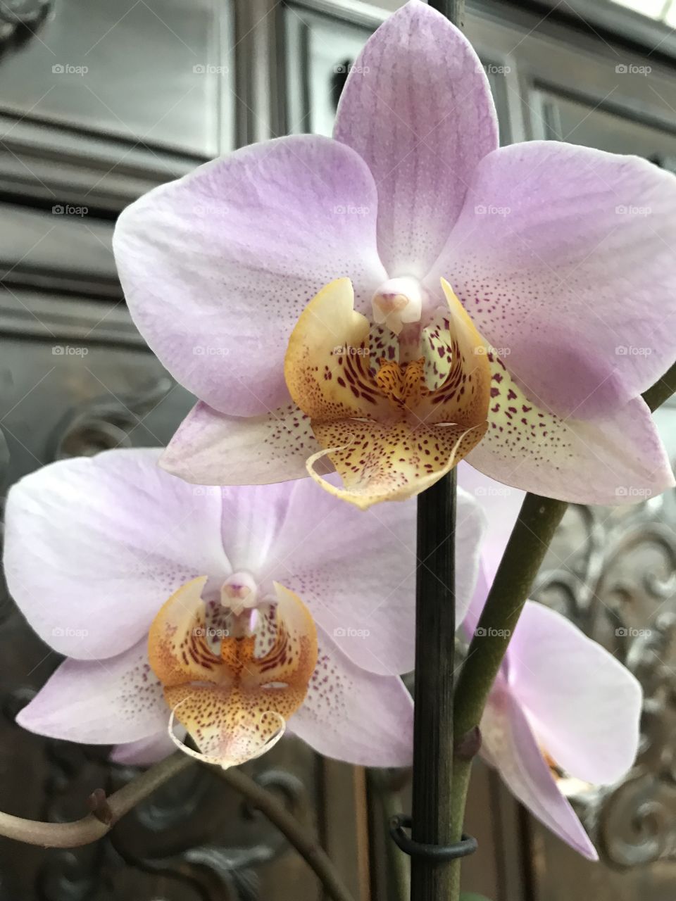 My blooming orchids 