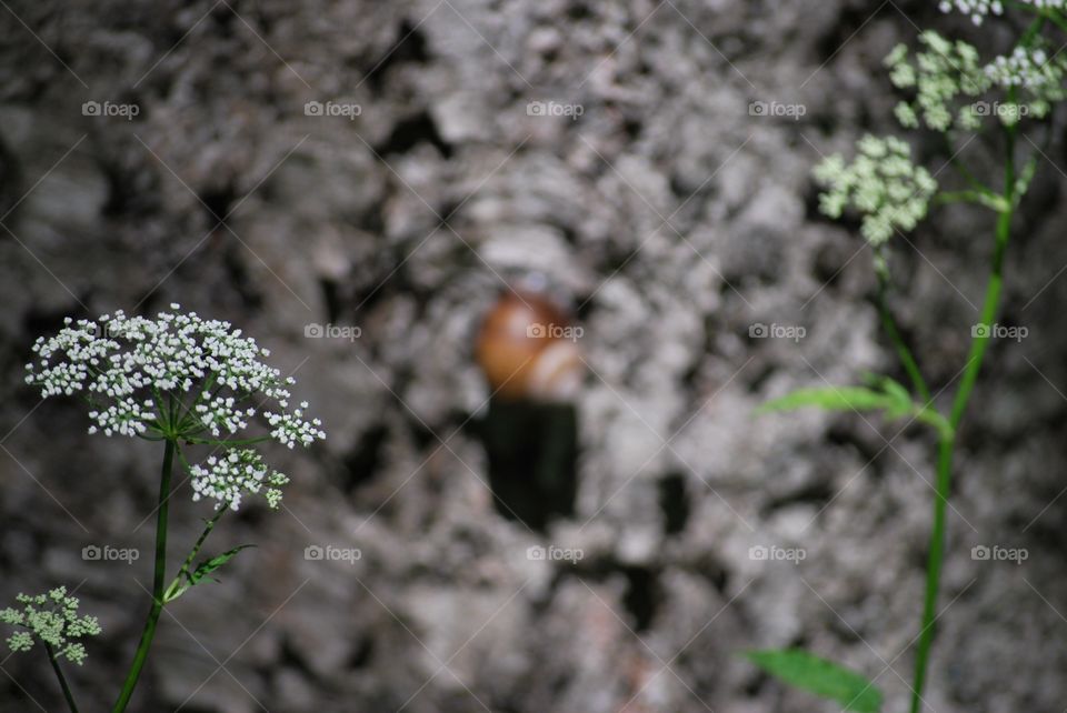 Snail on tree