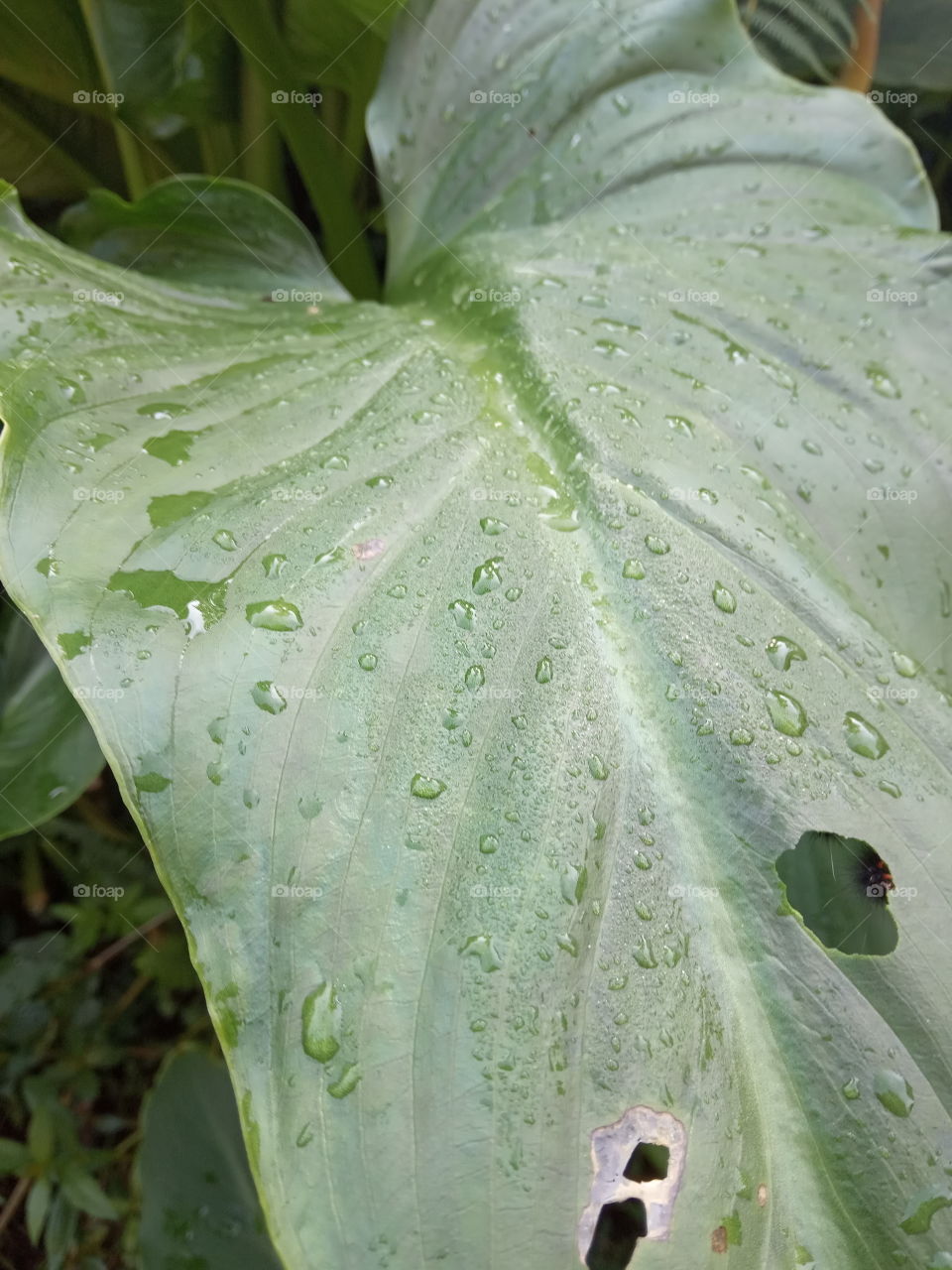beautiful leaf after got rain