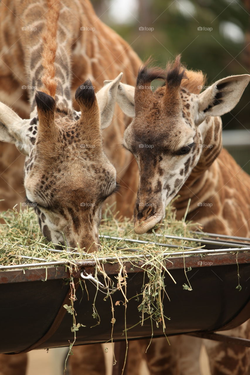 Giraffe Baby