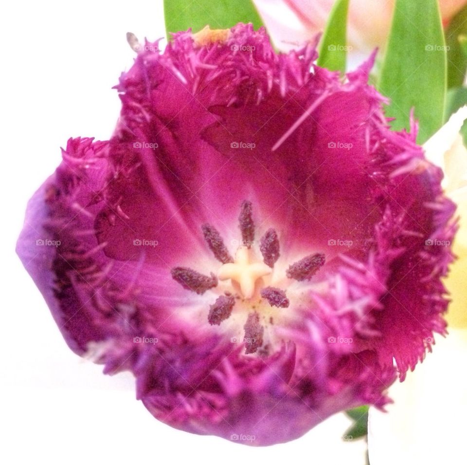 Purple tulip