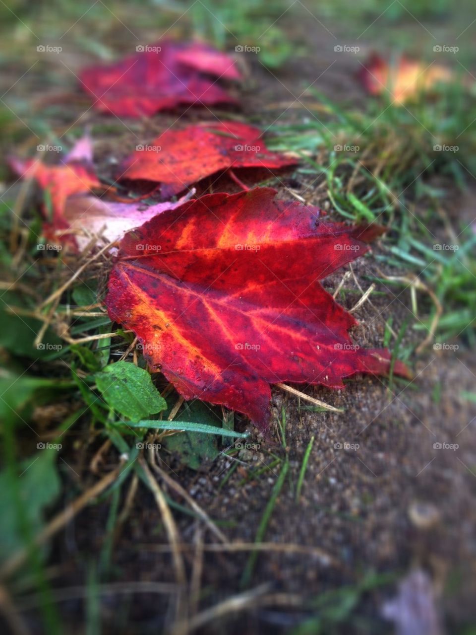 yellow nature outdoors red by jmh