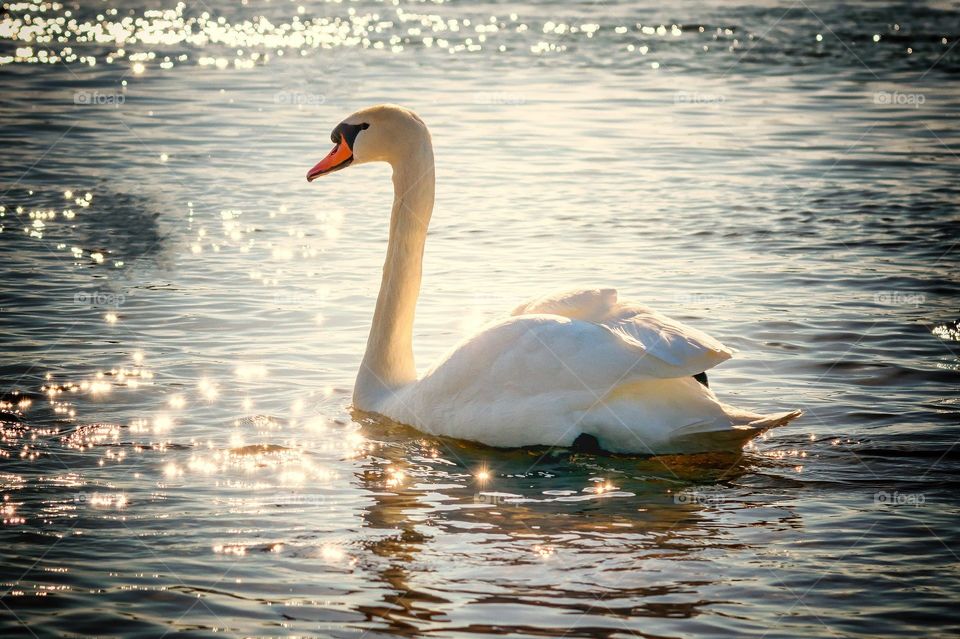 Goose swimming in the sparkling water