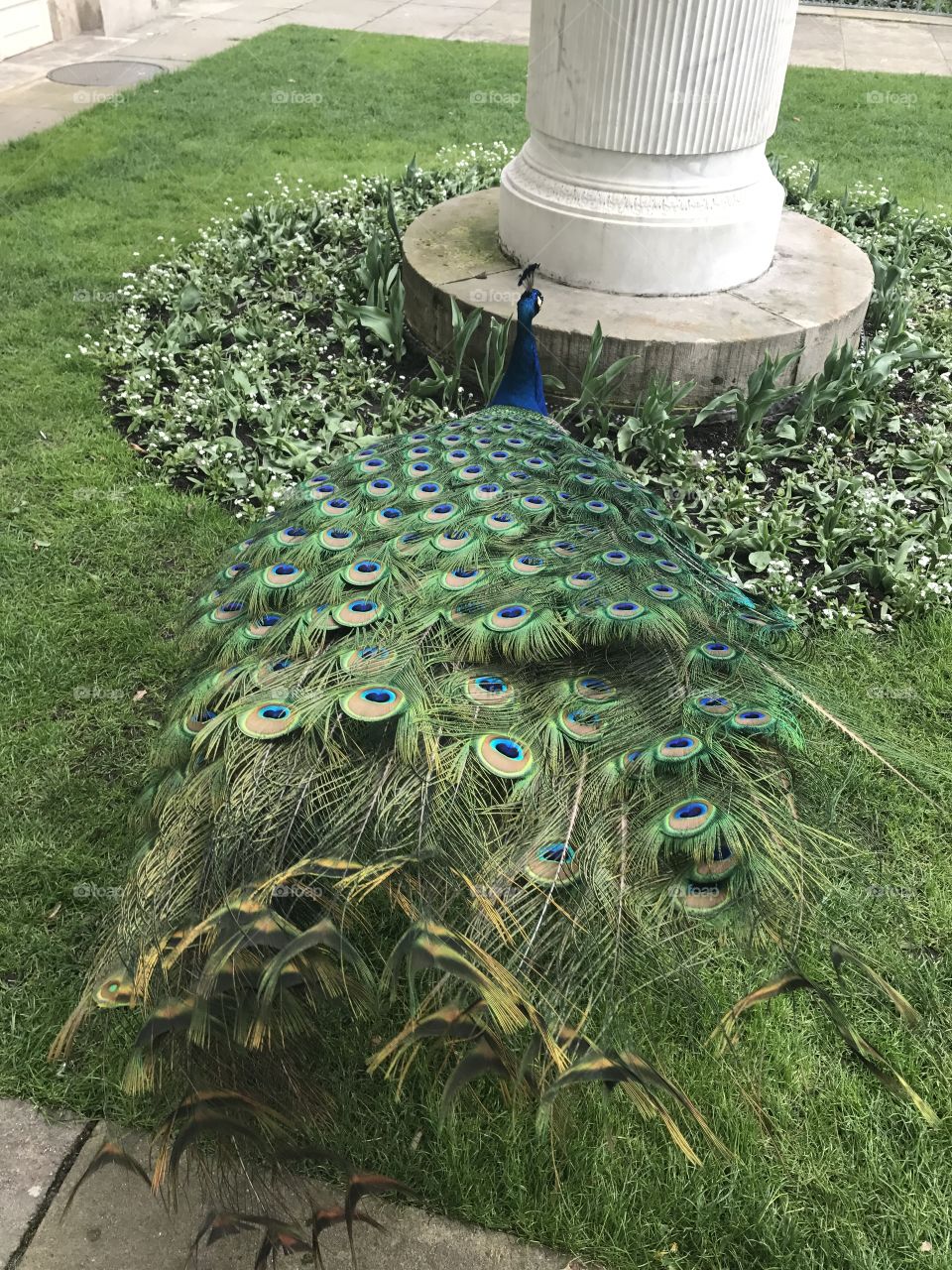 Peacock 