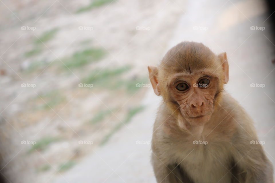 A beautiful Monkey baby 