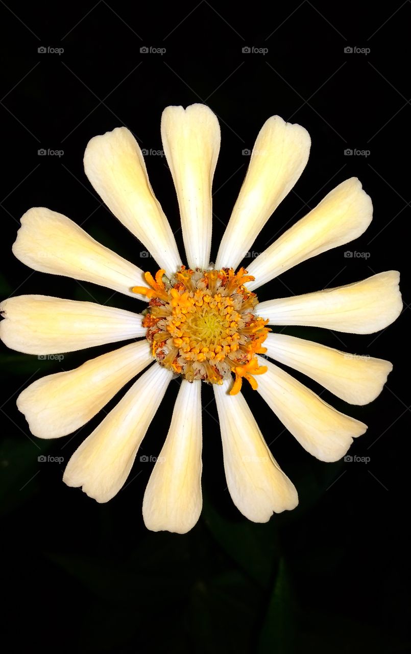 circle flower