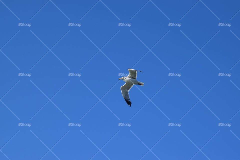 View of a flying seagull