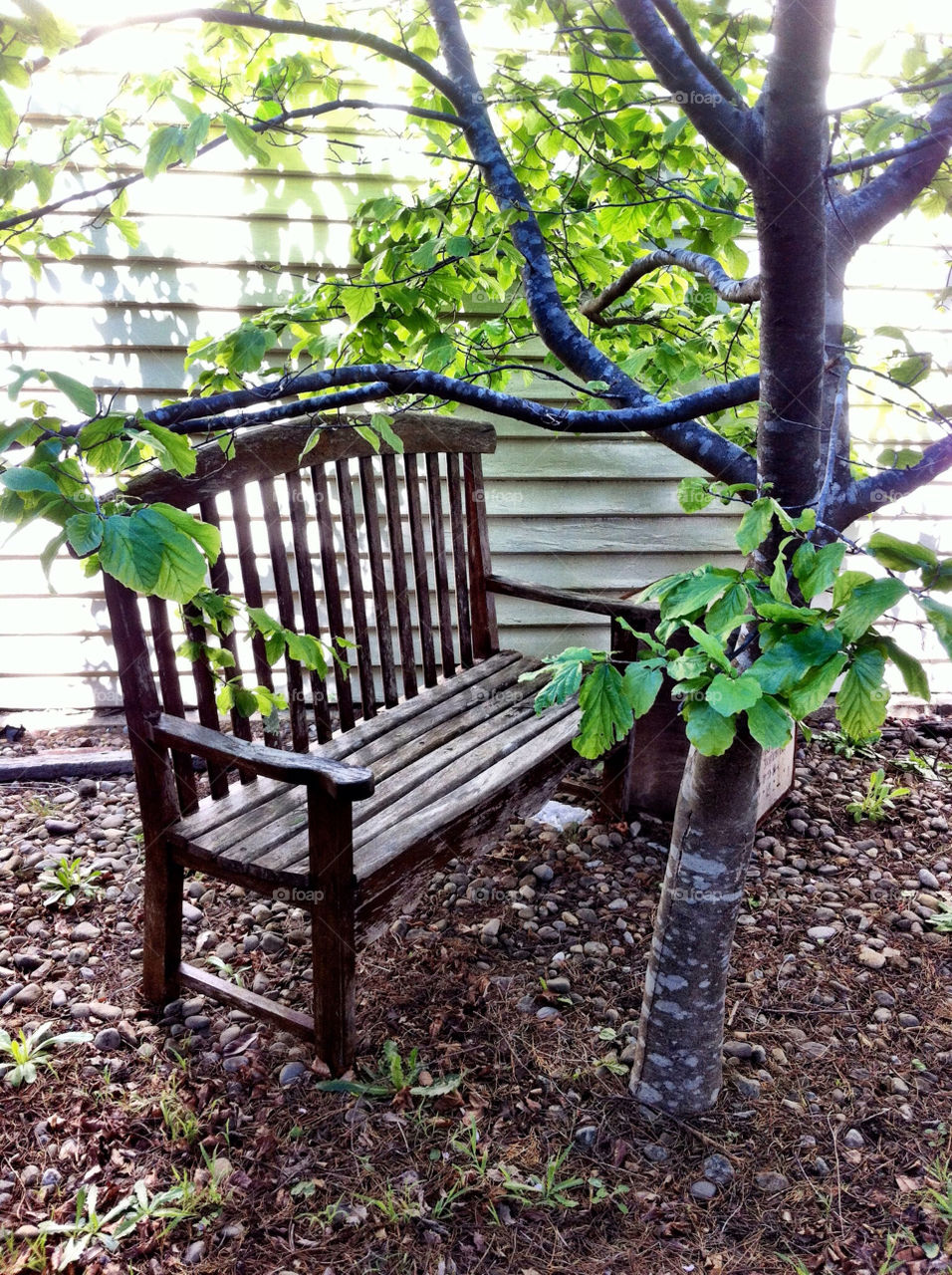 outdoor tree leaves empty by king