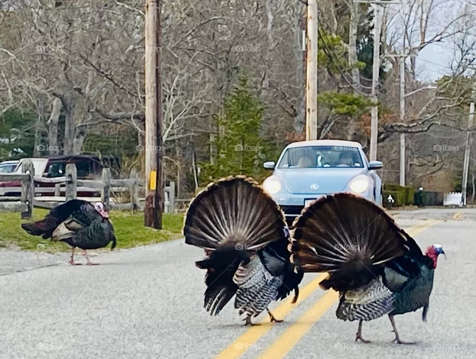 Turkey crossing on Berry Ave, West Yarmouth, MA, April 2021