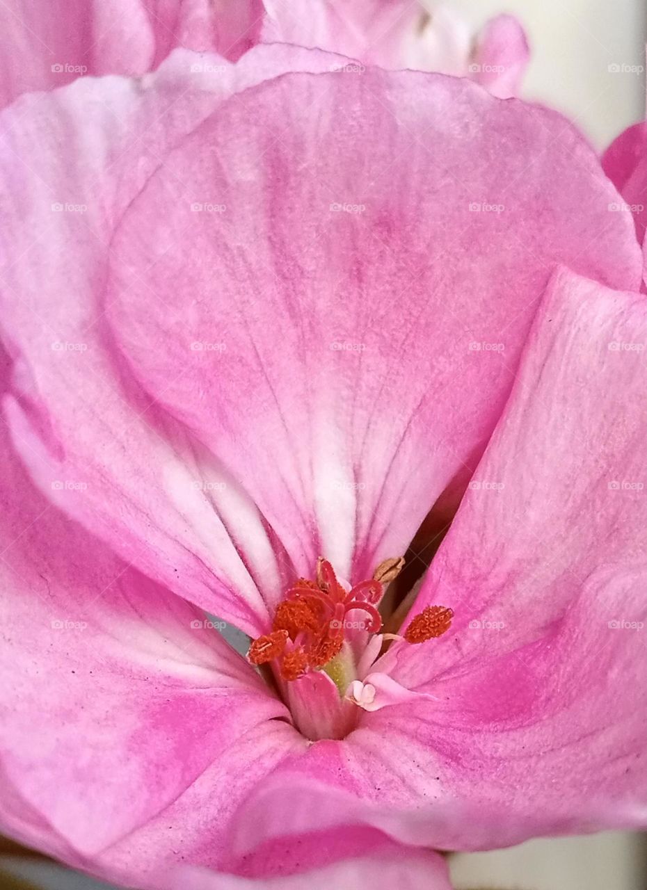 pink flower