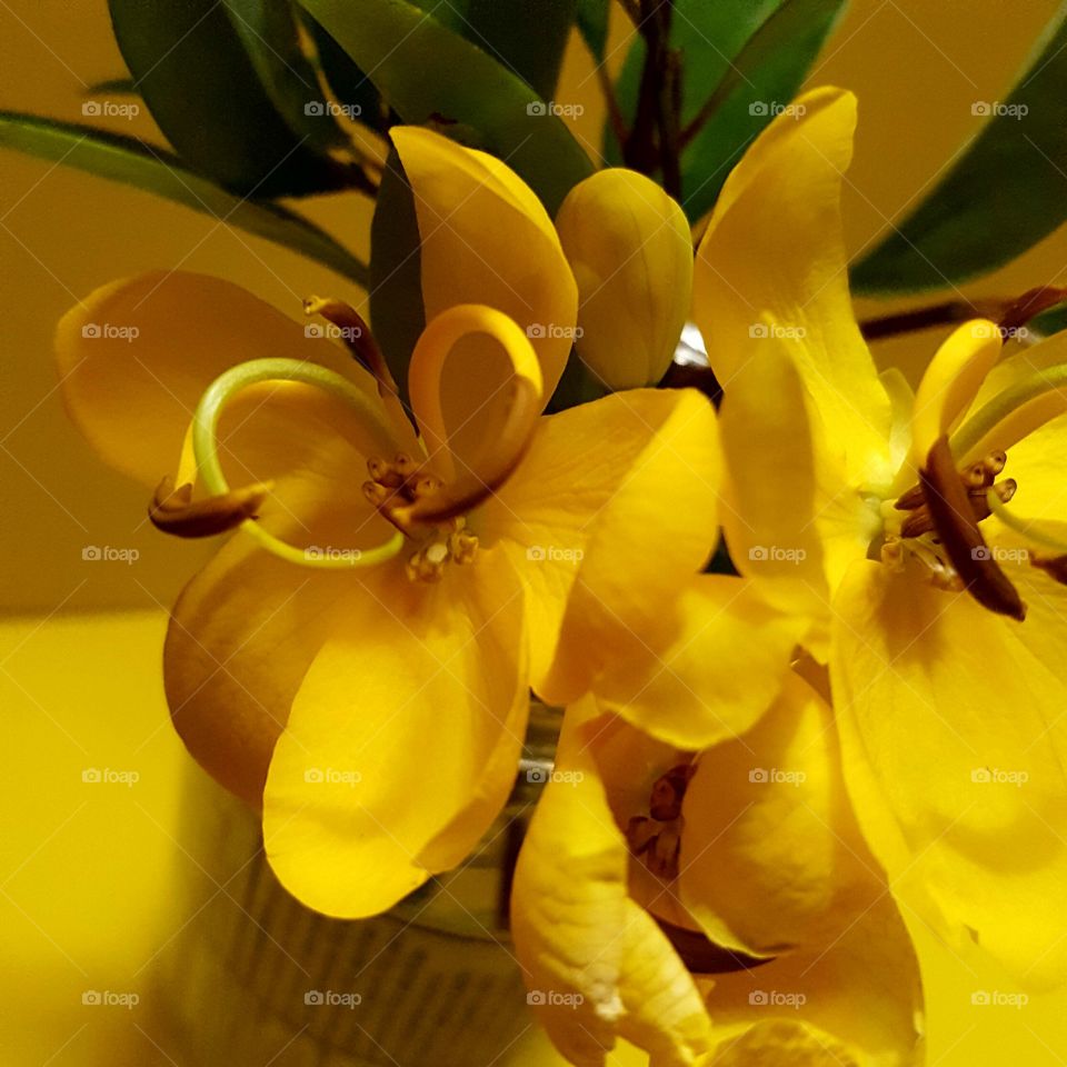 yellow