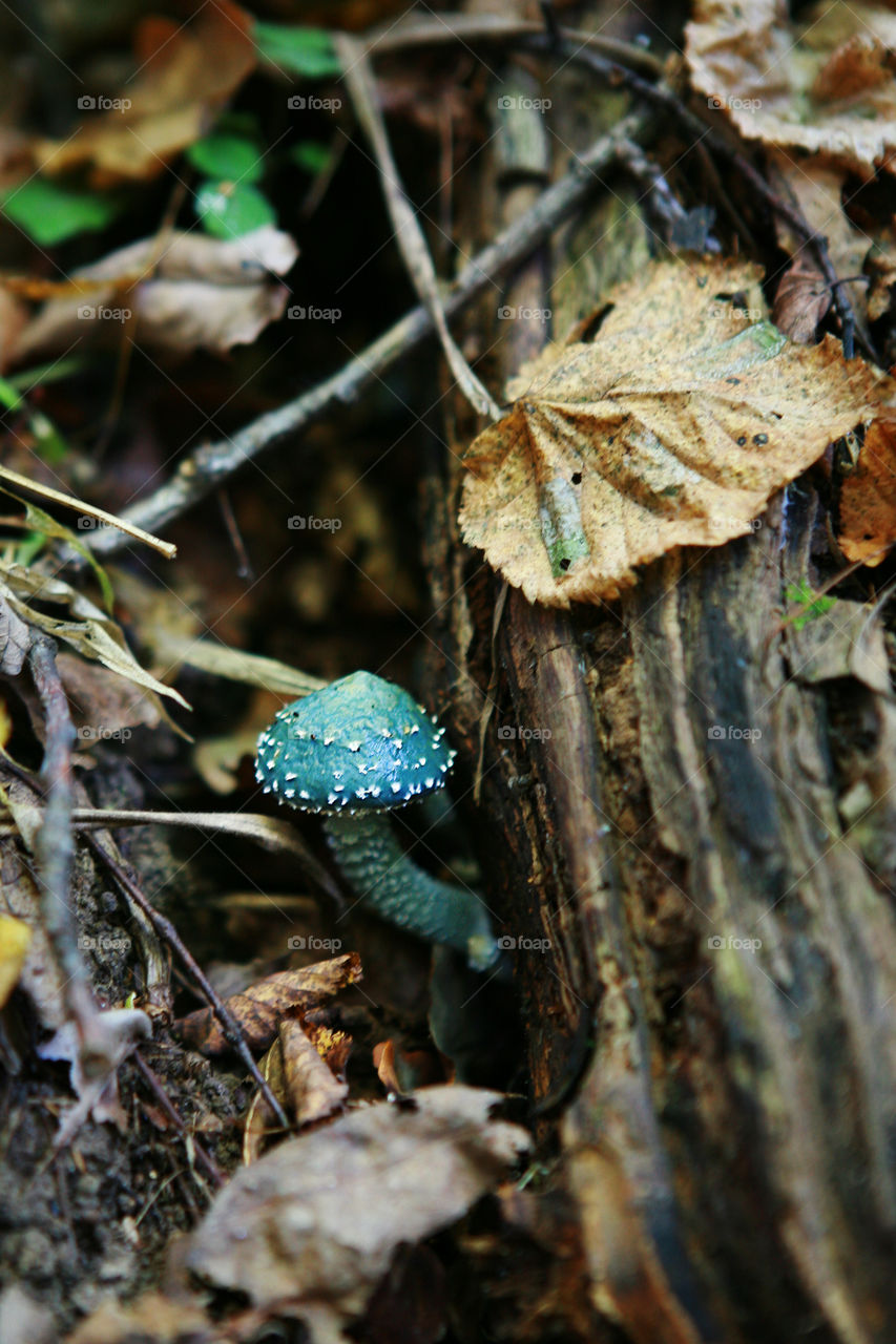 Autumn. Mushroom Stropharia aeruginosa.