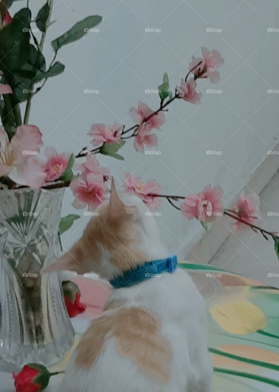 My cat likes to touch  flowers.