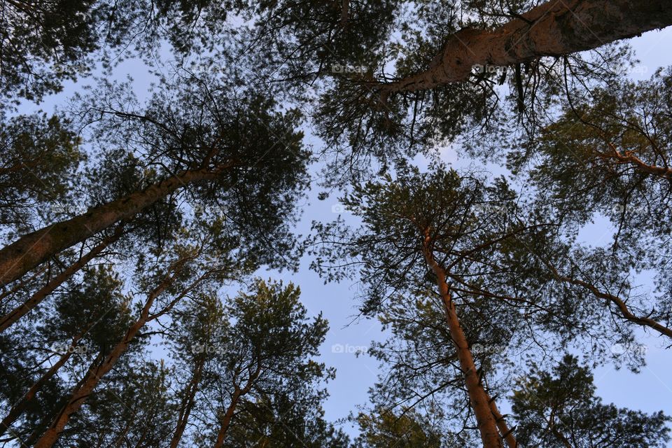 Tree, Wood, No Person, Landscape, Nature