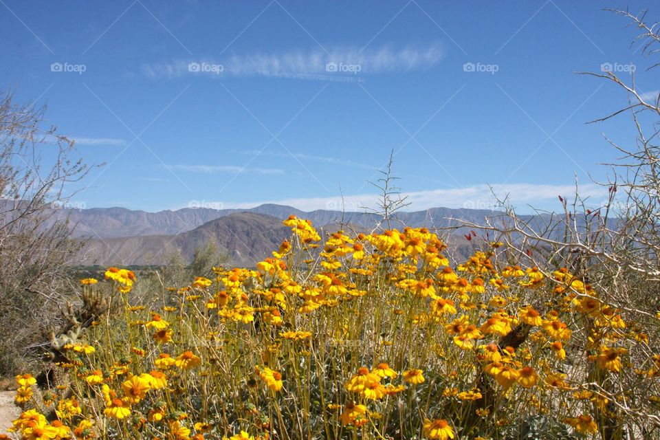 Anzac-Borrego Desert