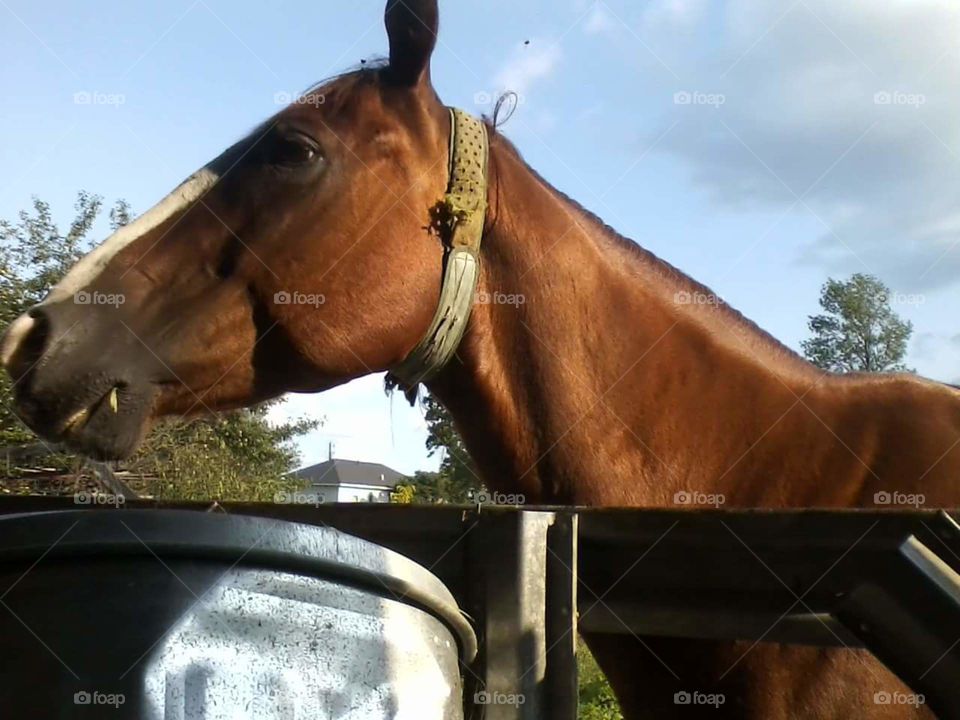 Quarter Horse waiting to be fed dinner