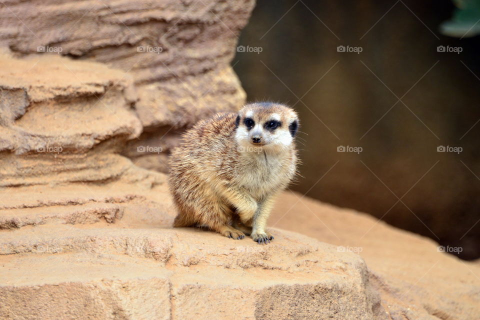 View of a mongoose on rock