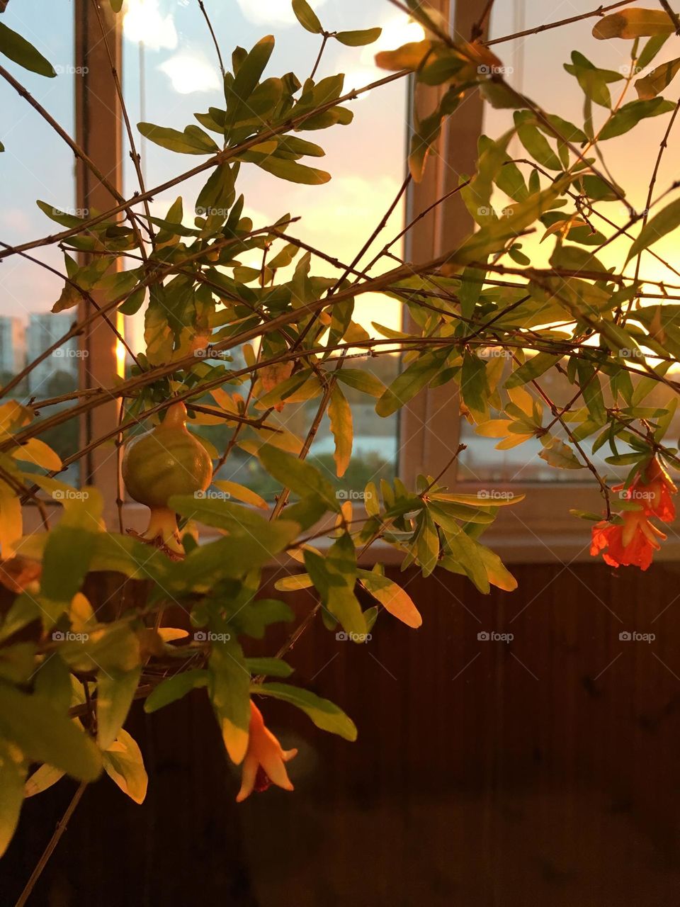 Pomegranate in the sunset 