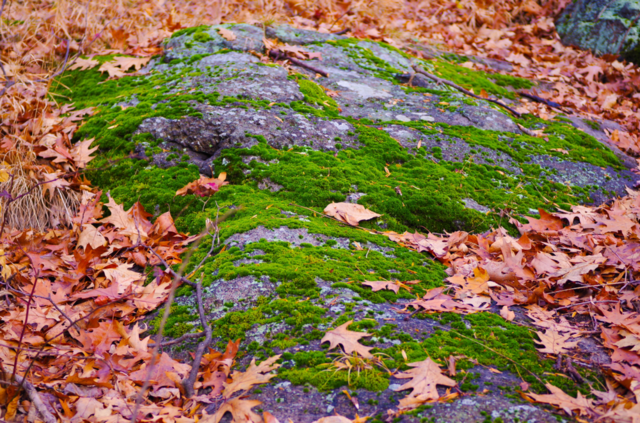 highland falls ny green leaves autumn by delvec