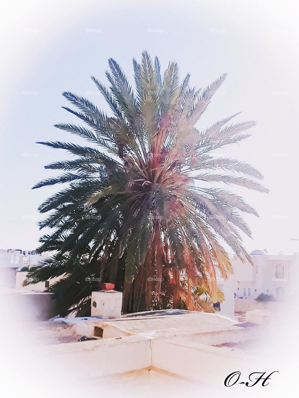 This photo was taken from the roof of a traditional house.
Nearby there was a palm tree adorned with beautiful colours