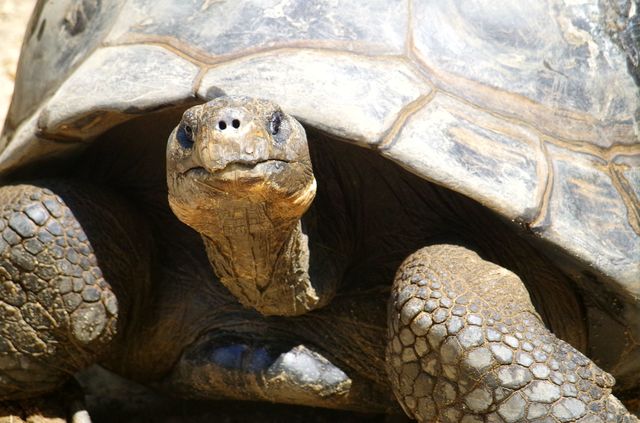 Tortoise Grin