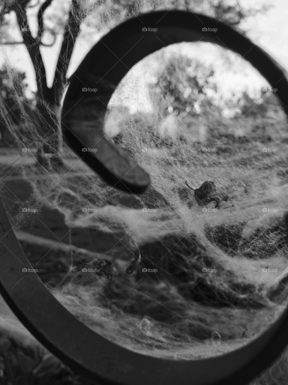 rose struggling in web