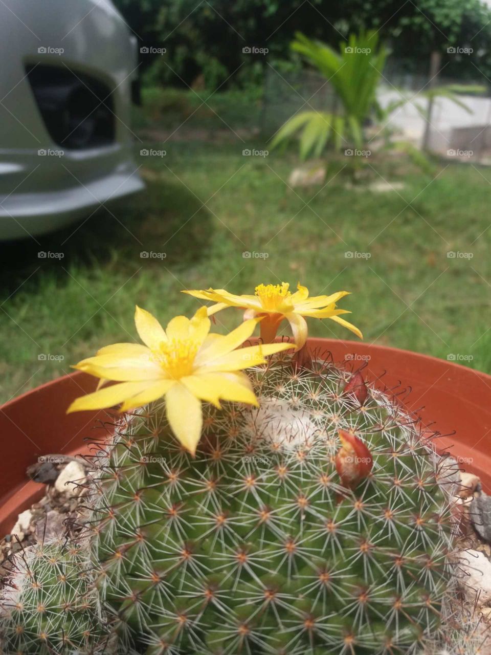 cactus bloom