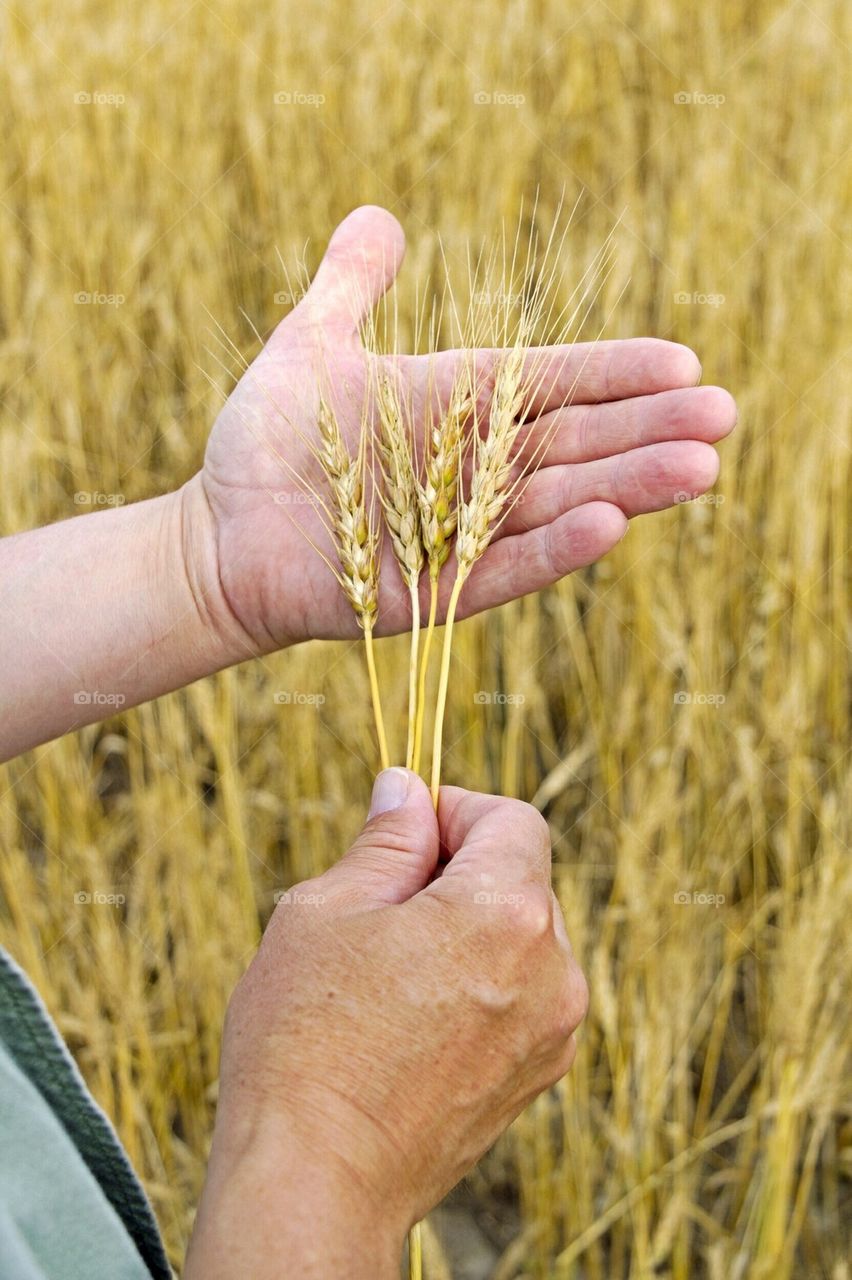Wheat in Hand