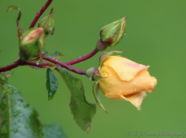 rose