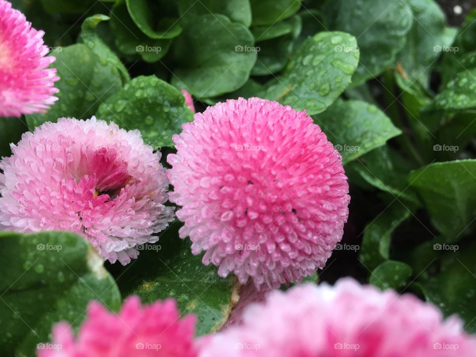 Pink flowers blooming in plants