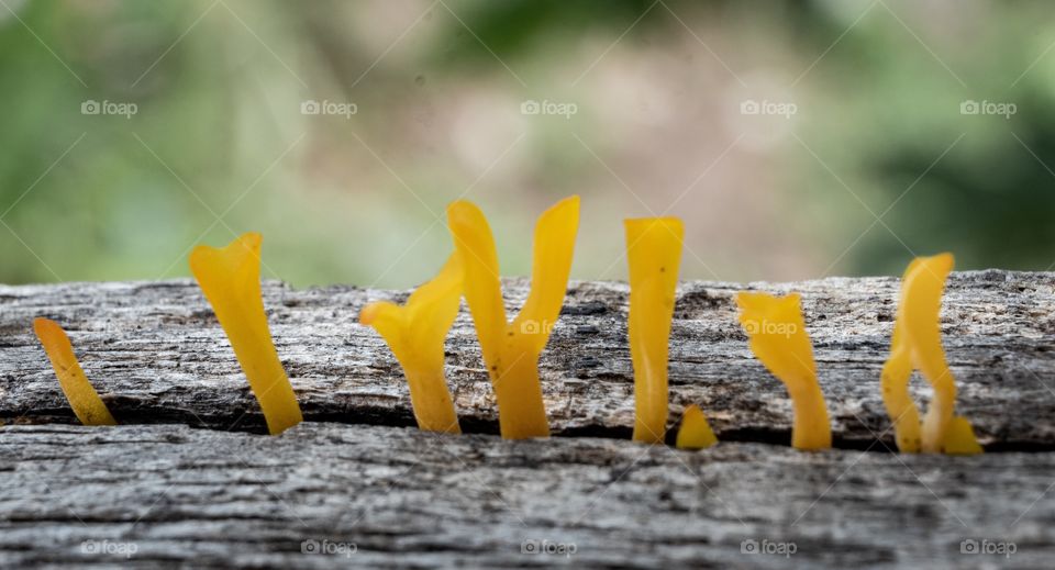 Beautiful yellow Fungus in the wood