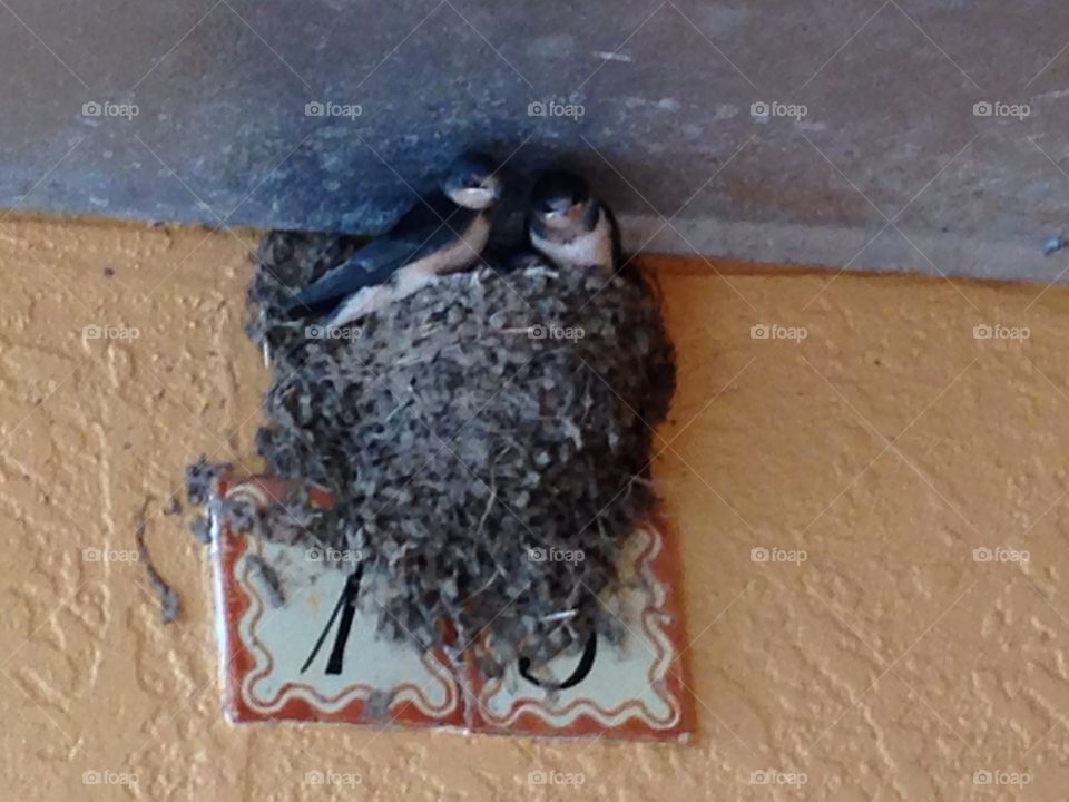 Two birds and their nest on a sign under eaves.