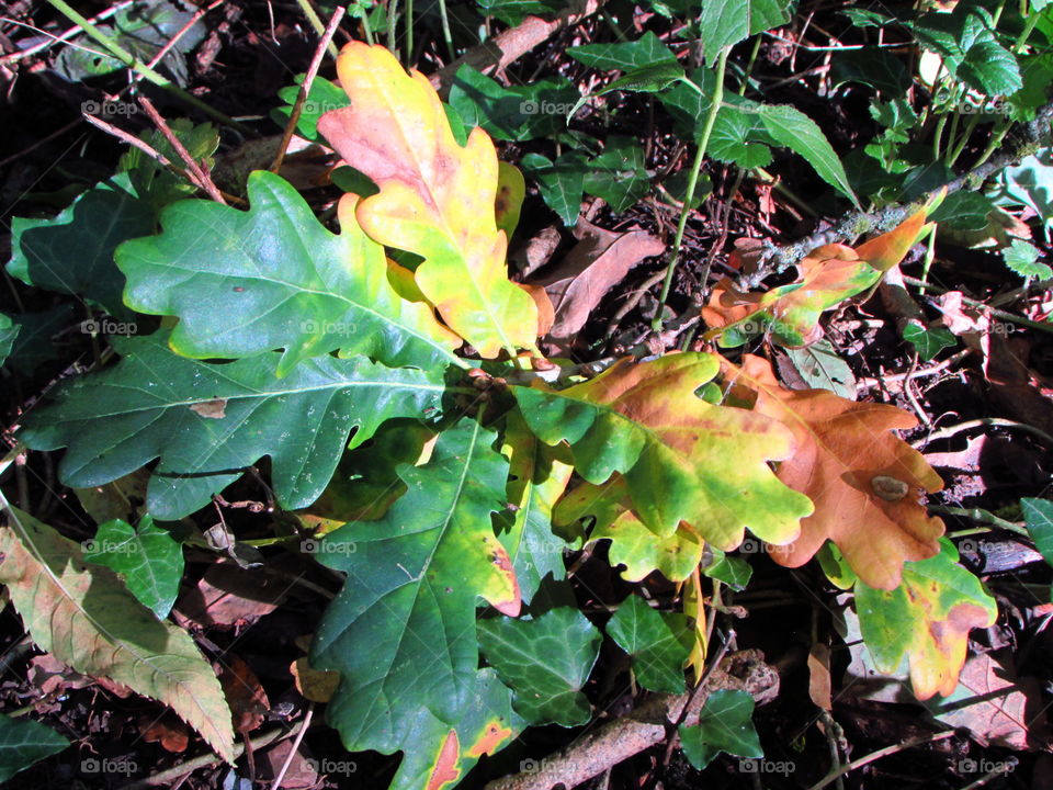 autumn oak leaves