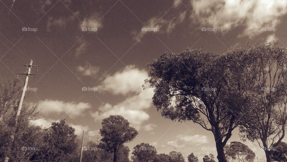 clouds and trees