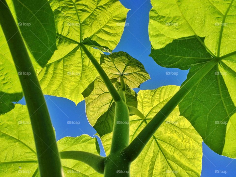 Kejsarträd (Paulownia tomentosa).