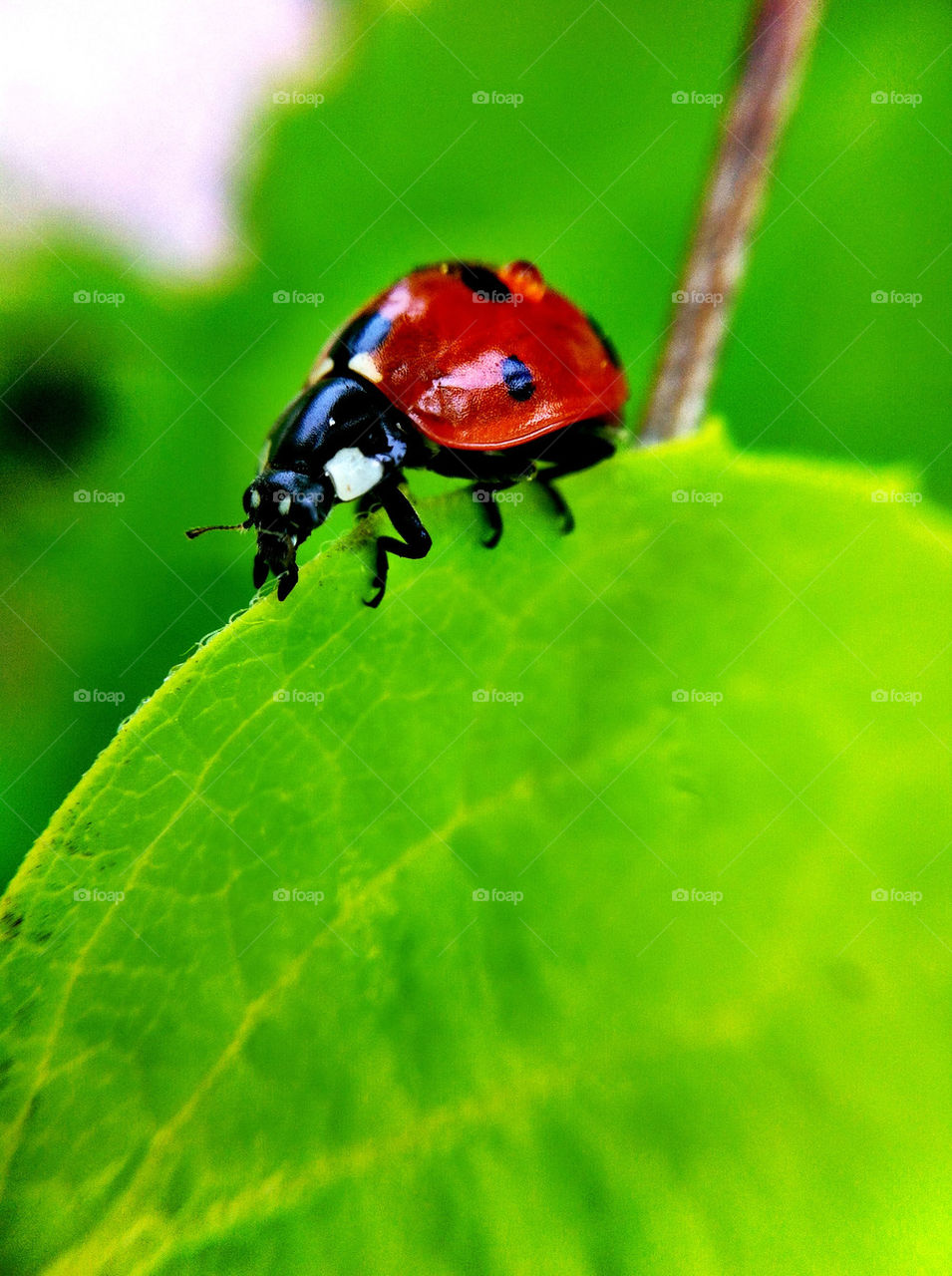 ladybug insect makro nyckelpiga by ka71