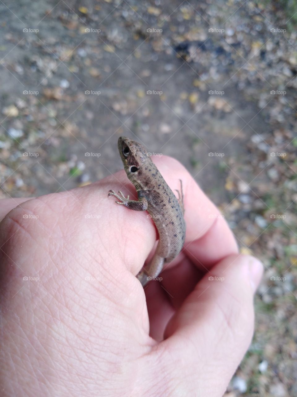 Small lizard in hand.