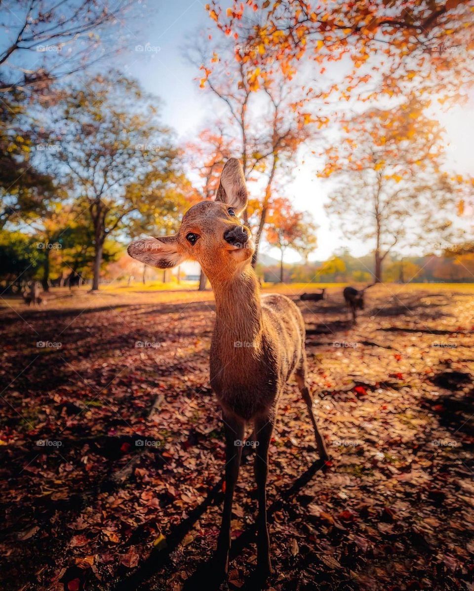 this beautiful animal leads the firt posture with a calm positioned need slowly take it up with a beautiful snap pic