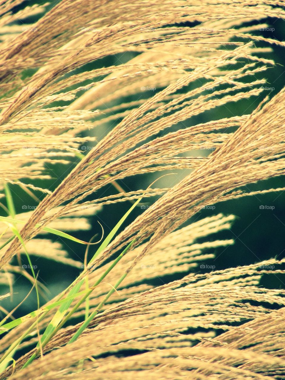 Close-up of plant