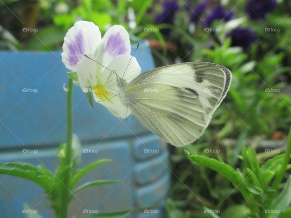 Flower & butterfly