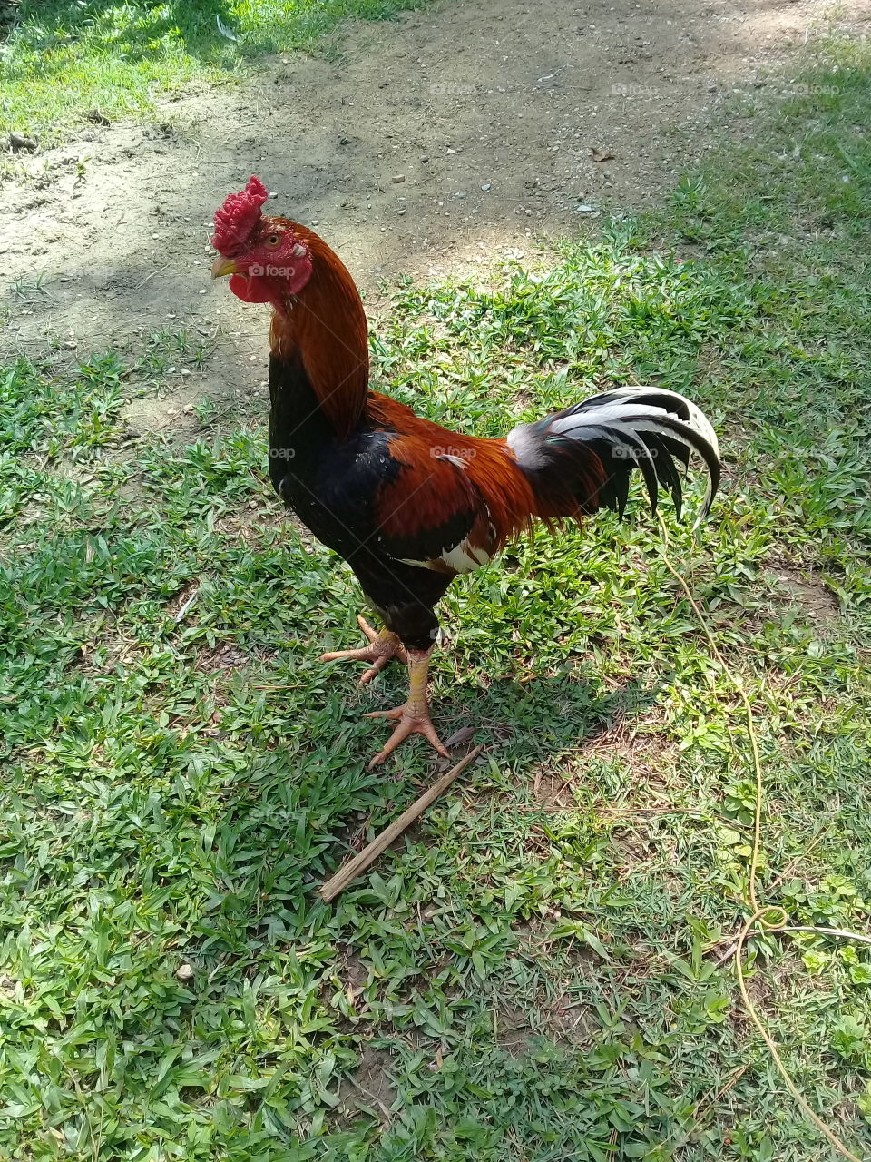 Olha que pose do Galo! Parou, pediu um retrato e... cobrou a presença de um fotógrafo melhor. Que abusado! #FotografiaÉnossoHobby